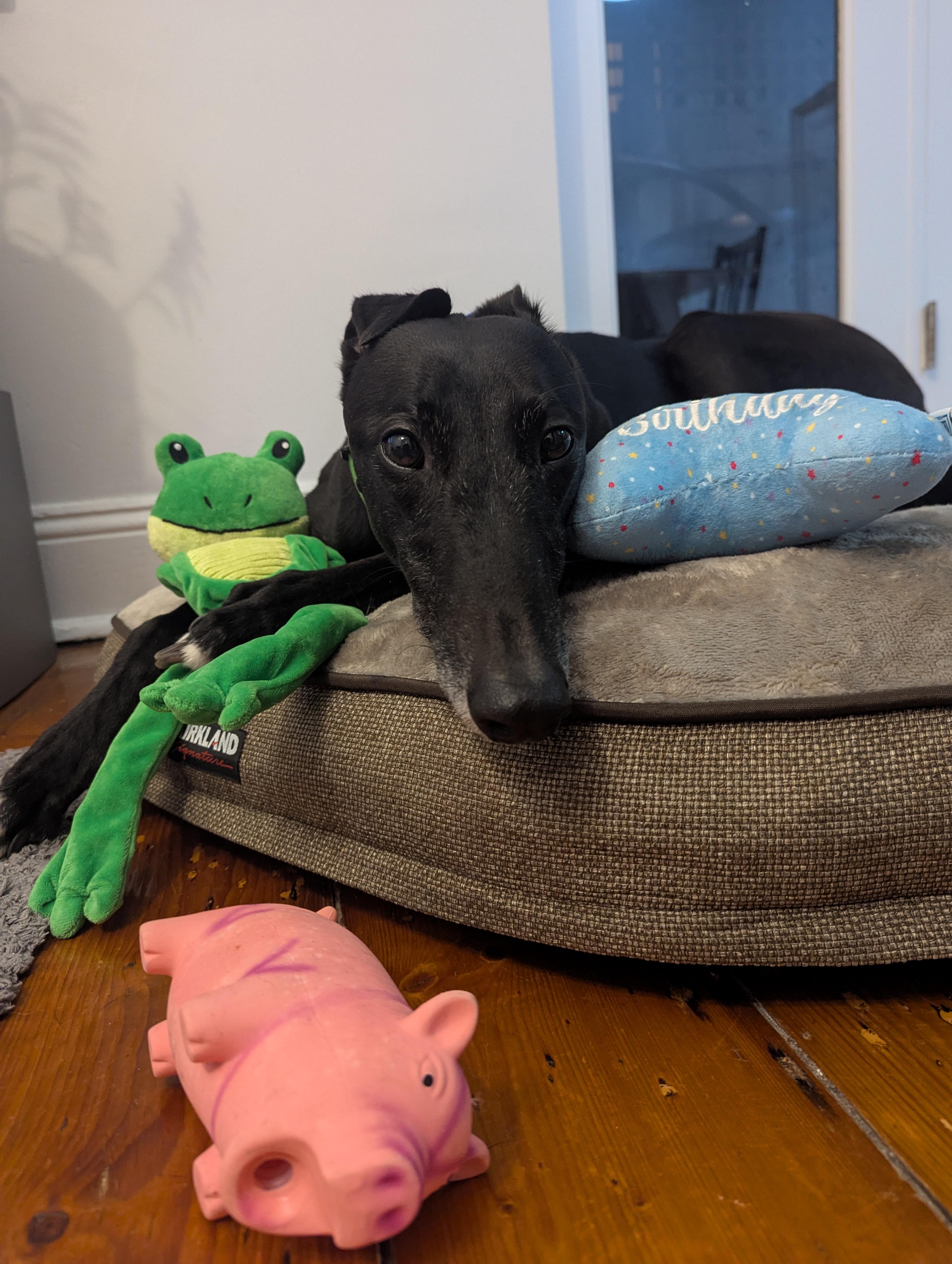 Nacho with her birthday presents
